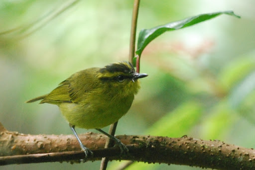 Phylloscopus trivirgatus