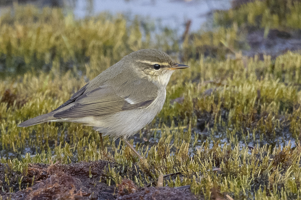 Phylloscopus borealis