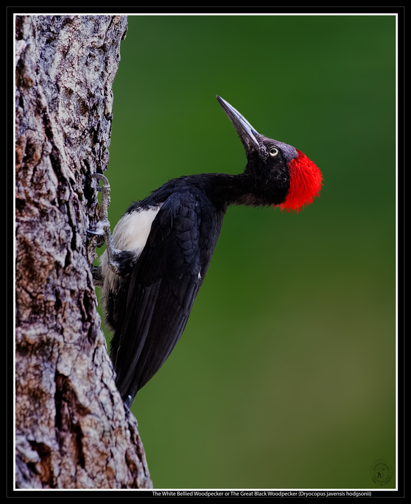 Dryocopus javensis
