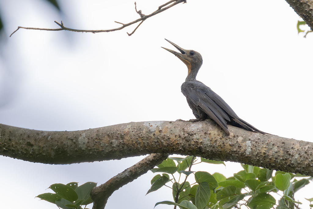 Mulleripicus pulverulentus