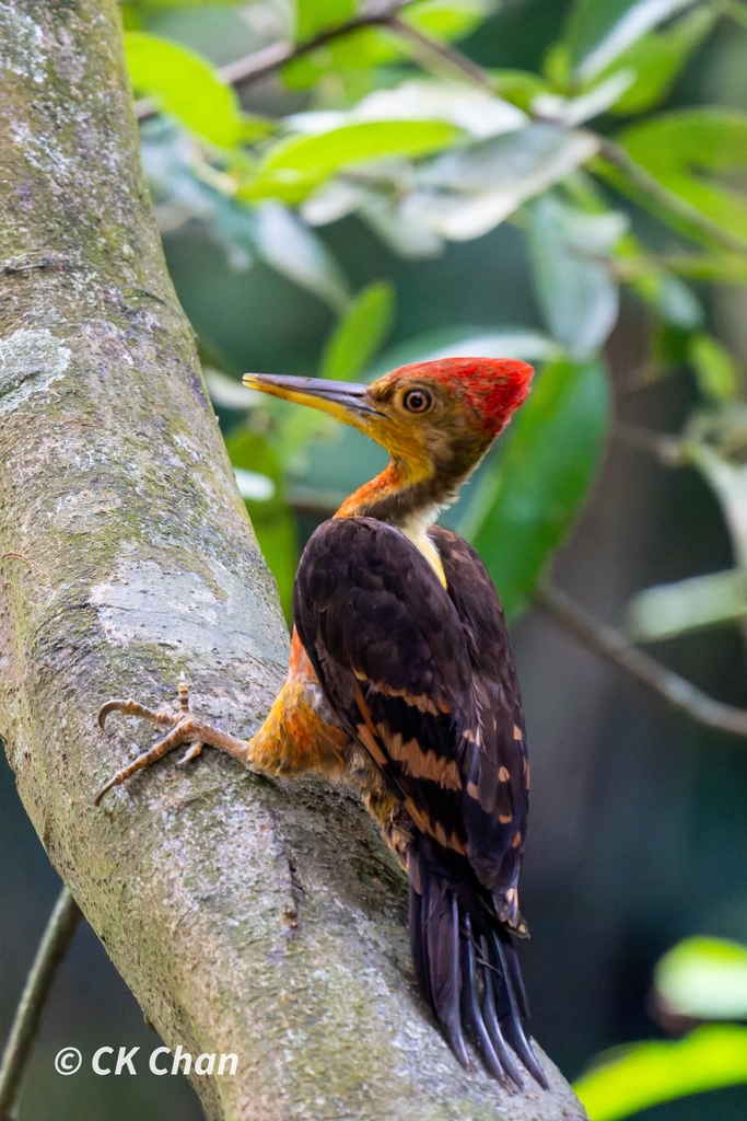 Chrysocolaptes validus