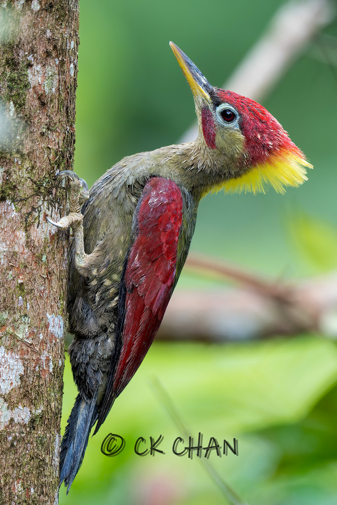 Picus puniceus