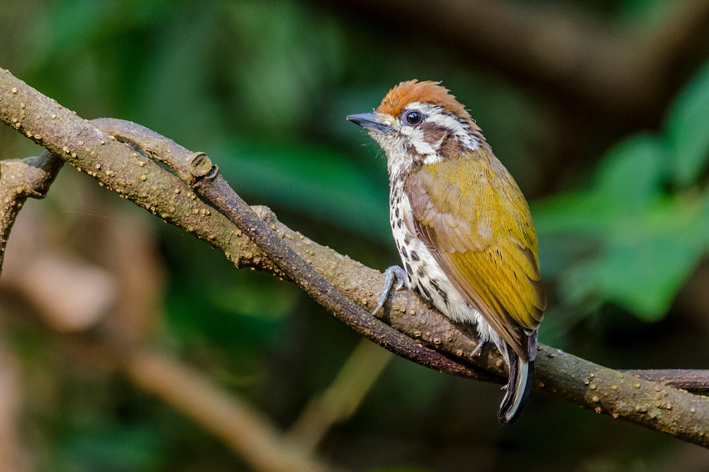 Picumnus innominatus