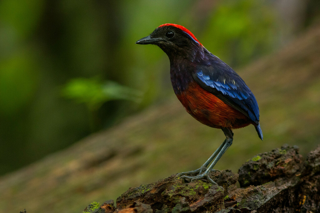 Erythropitta granatina