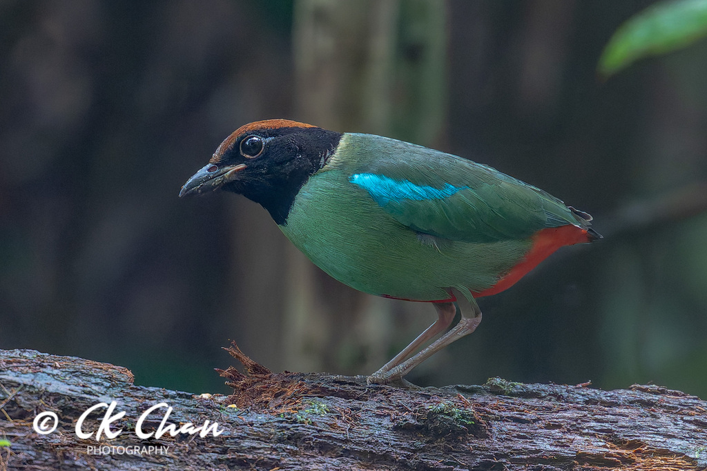 Pitta sordida