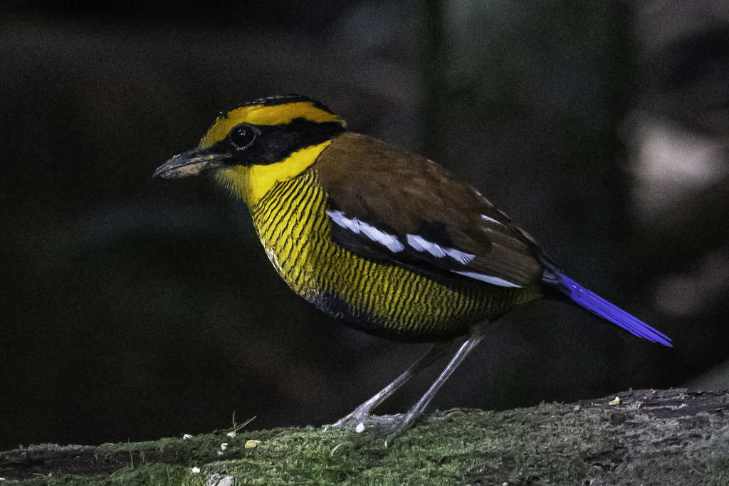 Hydrornis schwaneri