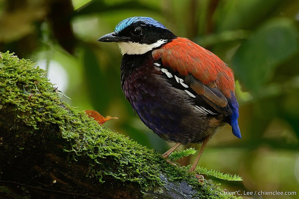 Hydrornis baudii
