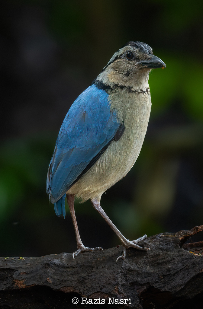Hydrornis caeruleus