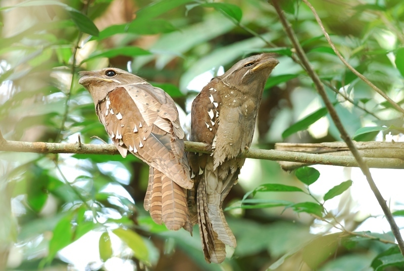 Batrachostomus auritus