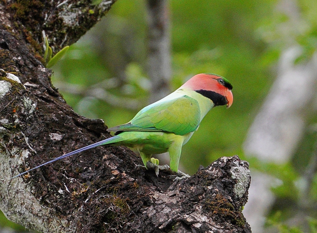 Psittacula longicauda