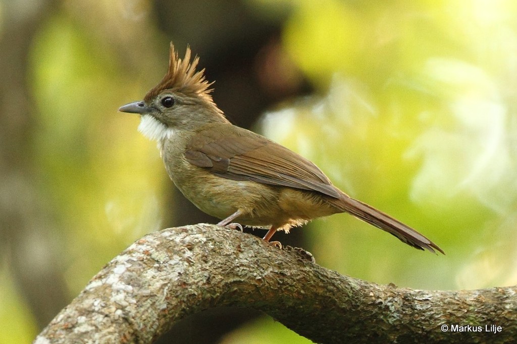 Alophoixus ochraceus