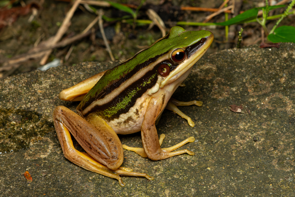 Hylarana erythraea