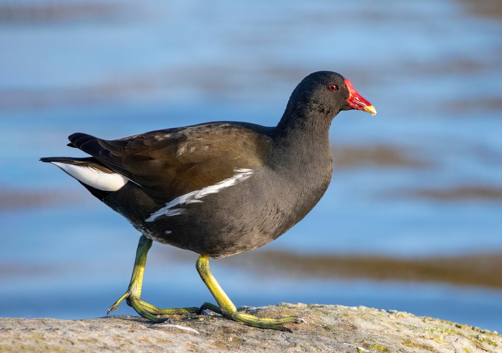 Gallinula chloropus