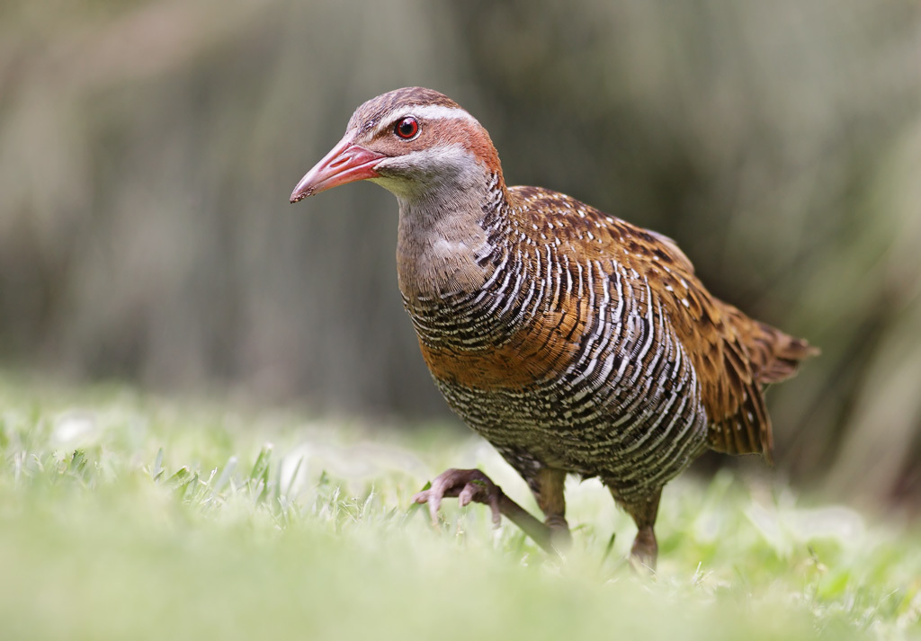 Gallirallus philippensis