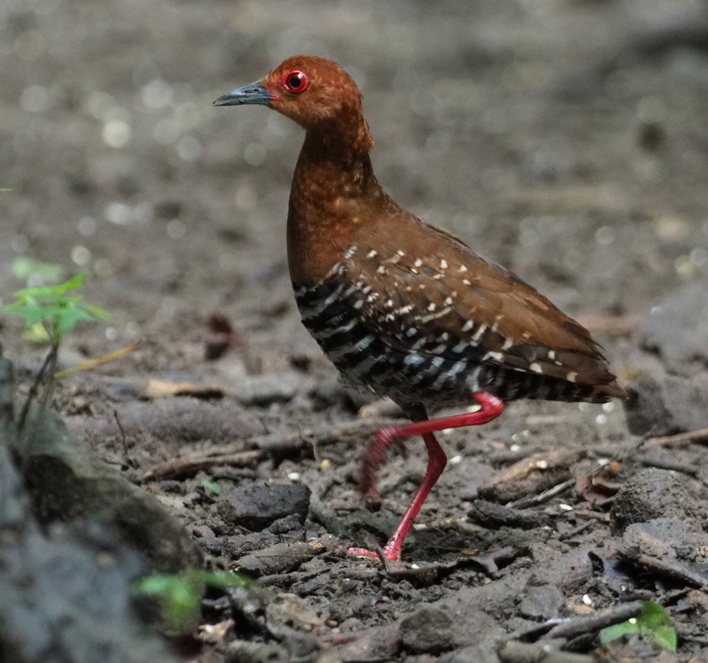Rallina fasciata