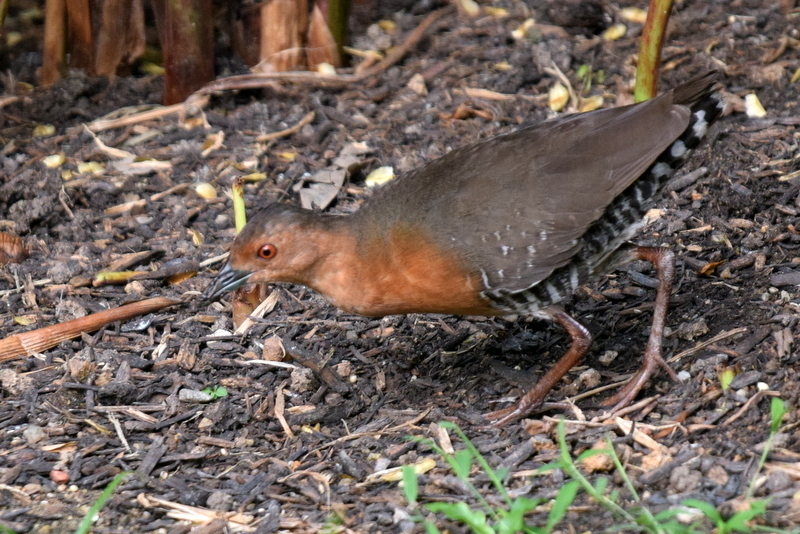 Zapornia paykullii