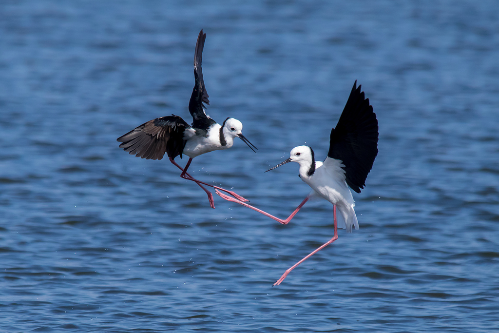 Himantopus leucocephalus