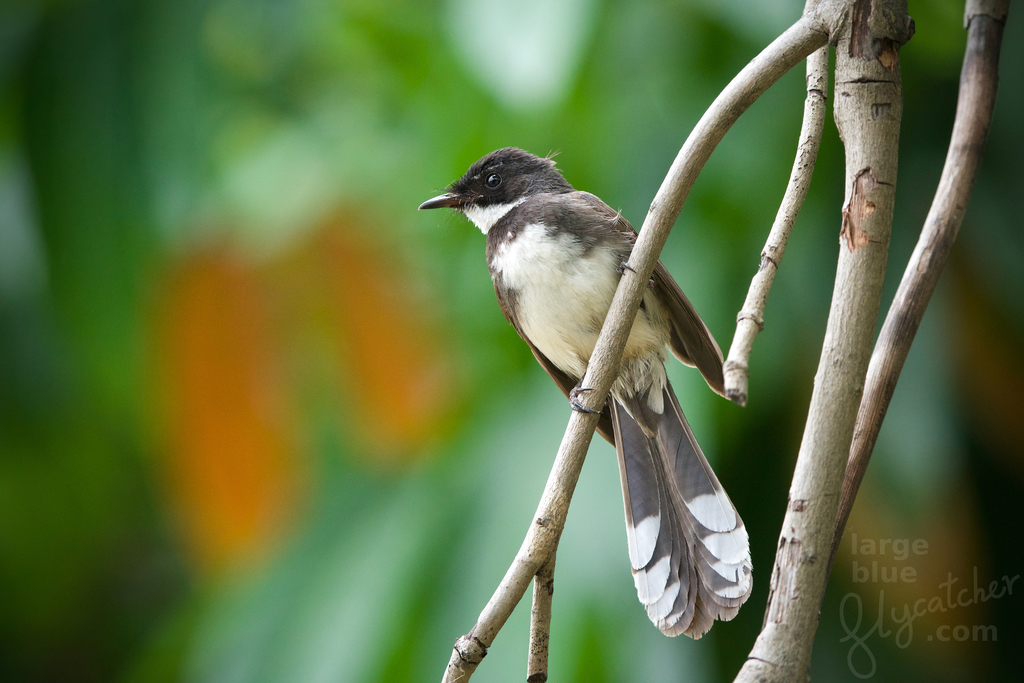 Rhipidura javanica