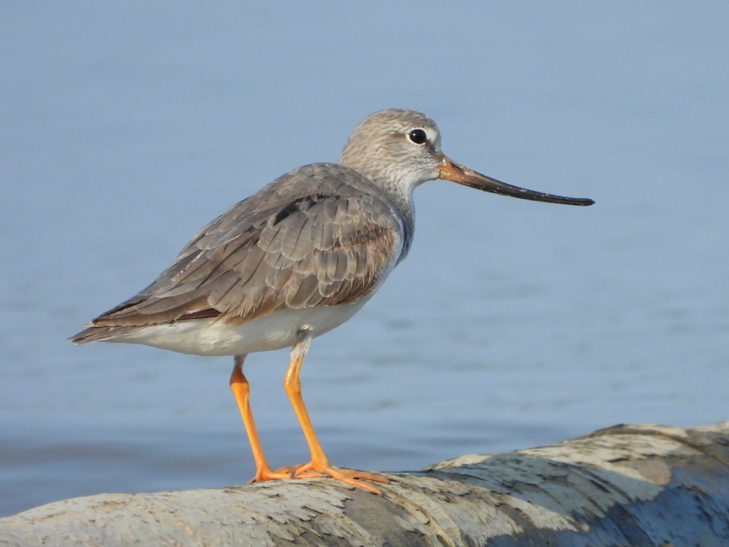 Xenus cinereus
