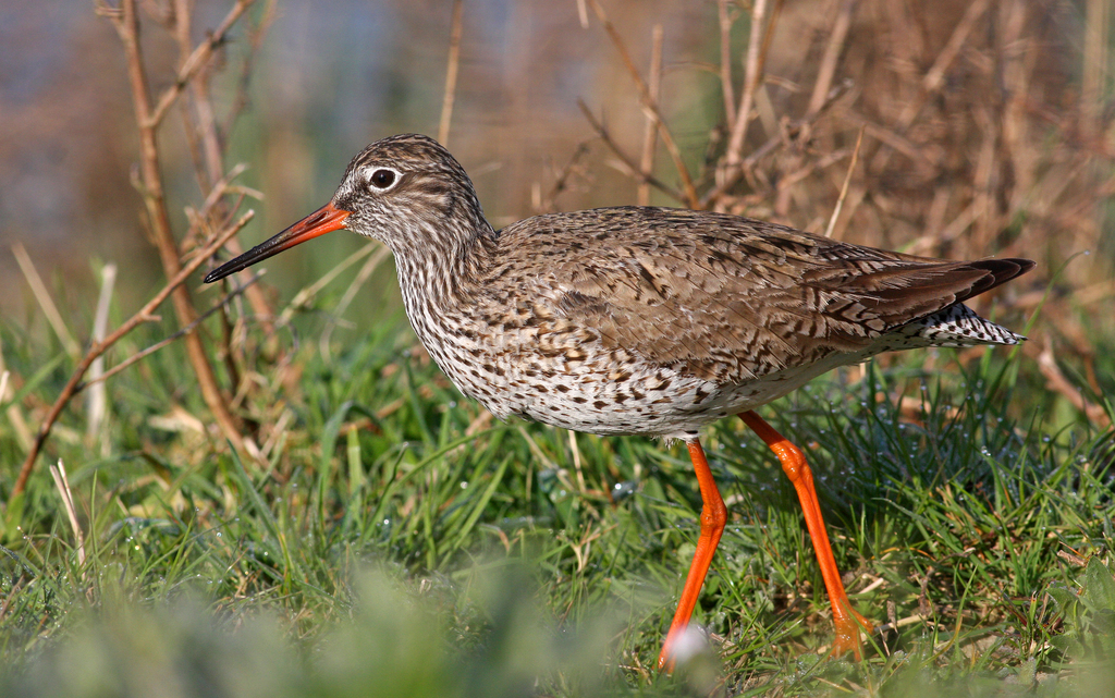 Tringa totanus