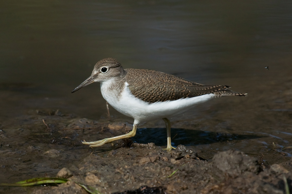 Actitis hypoleucos
