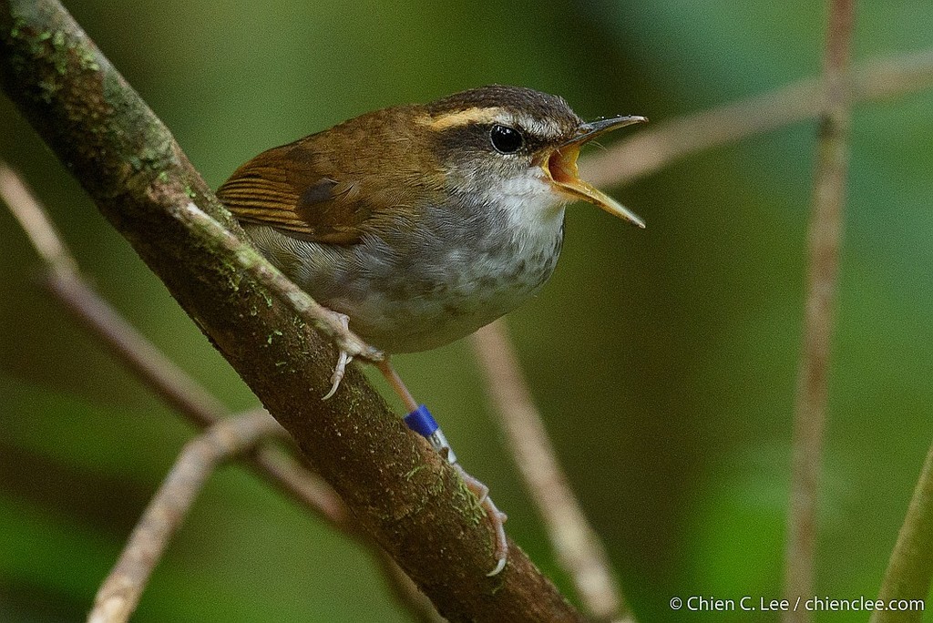 Urosphena whiteheadi