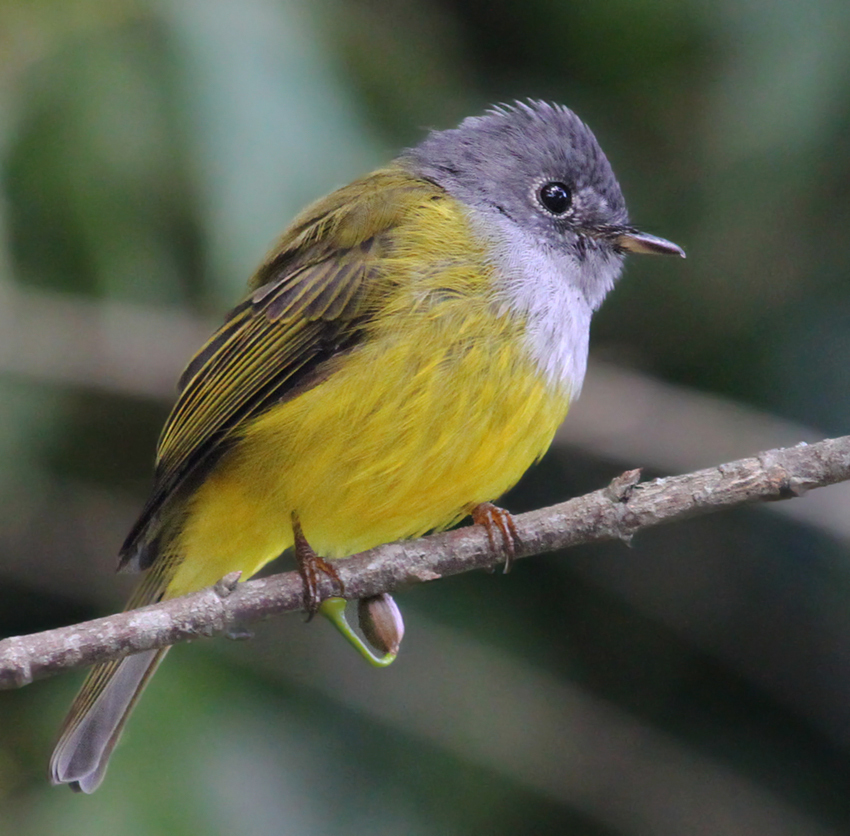 Culicicapa ceylonensis