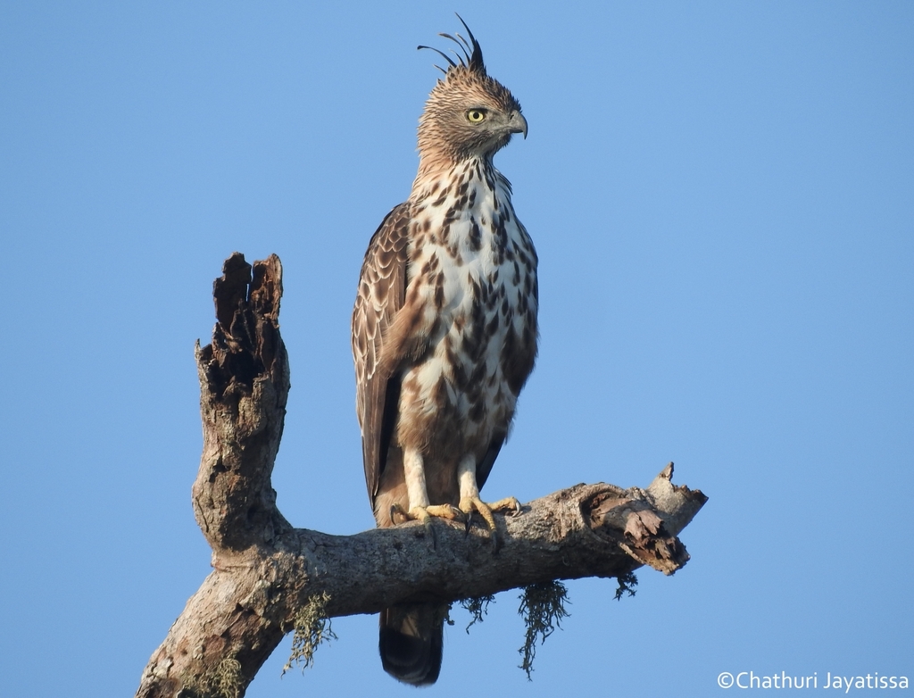 Nisaetus cirrhatus