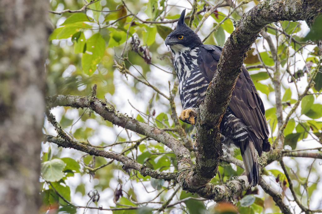 Nisaetus alboniger