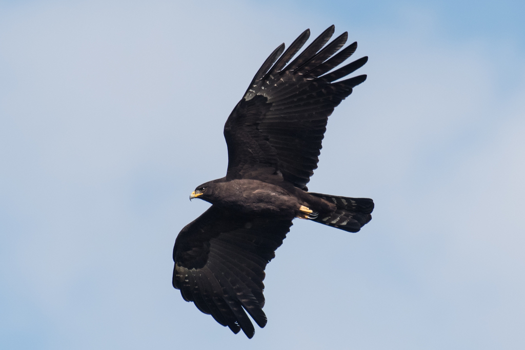Ictinaetus malaiensis