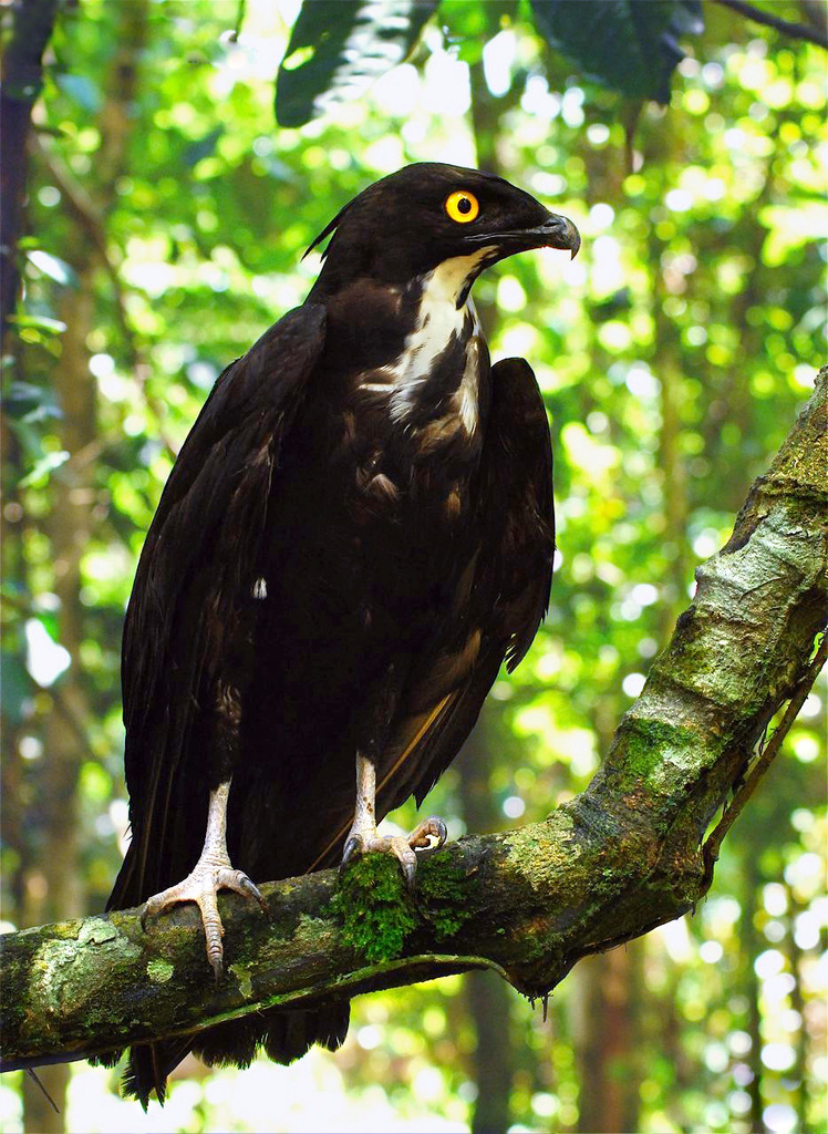 Macheiramphus alcinus