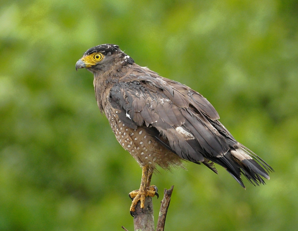 Spilornis cheela