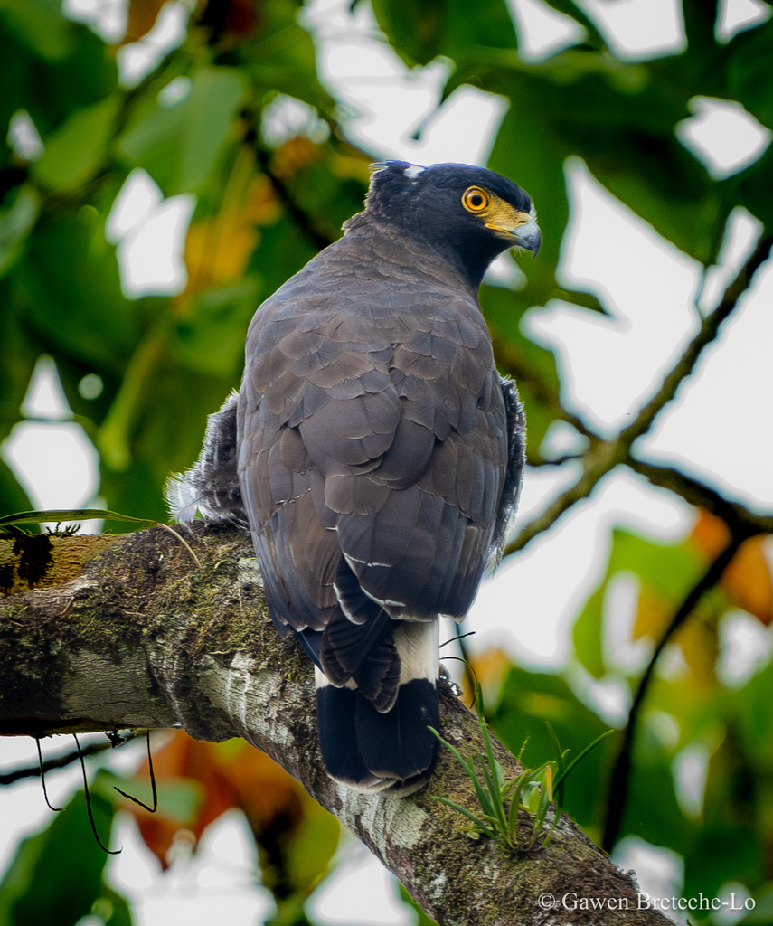 Spilornis kinabaluensis