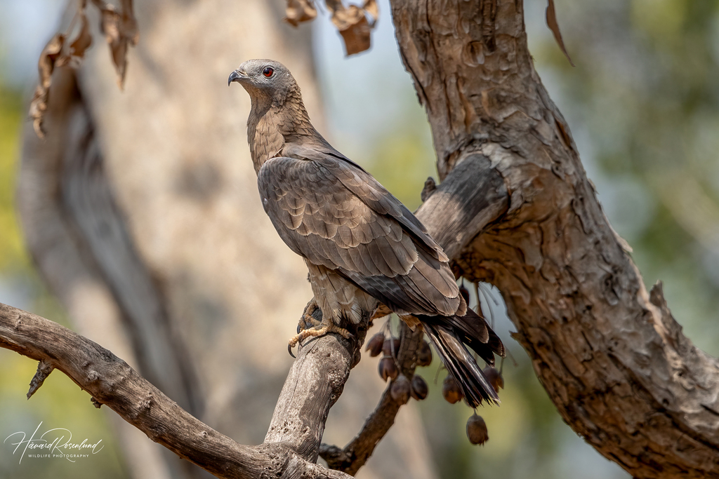 Pernis ptilorhynchus