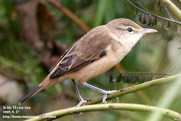 Acrocephalus orientalis