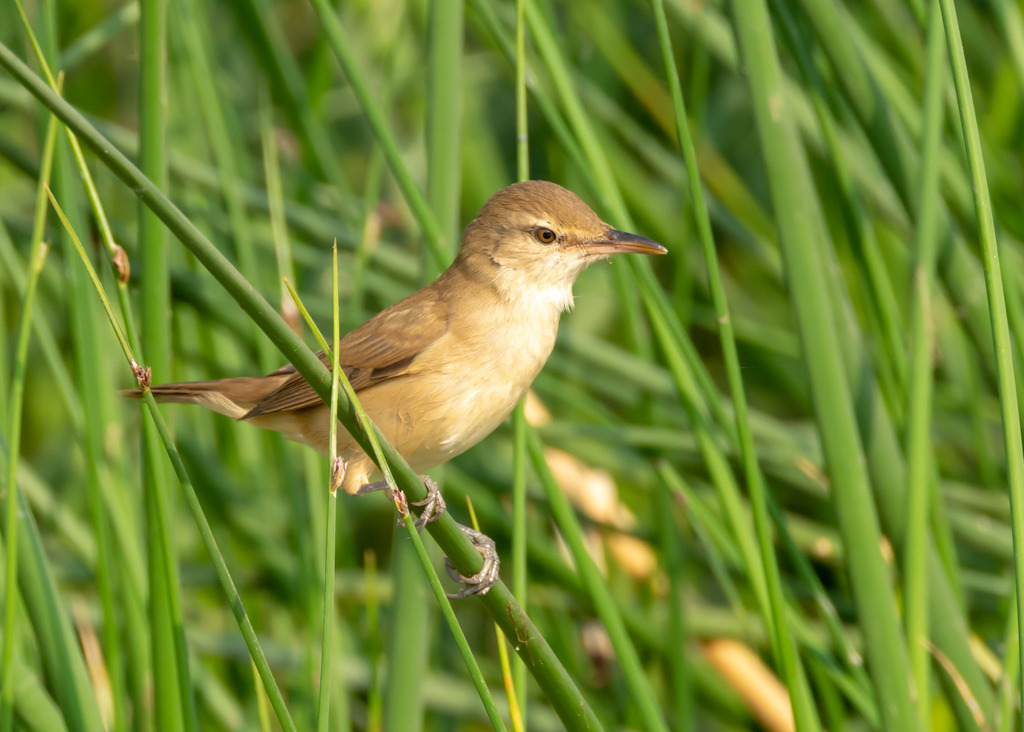 Acrocephalus stentoreus
