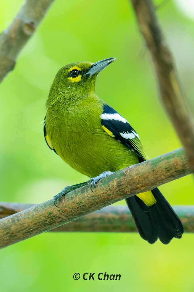 Aegithina viridissima