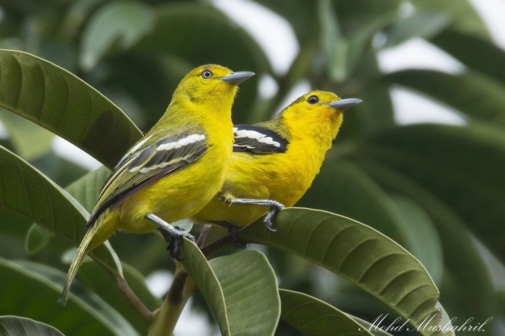 Aegithina tiphia