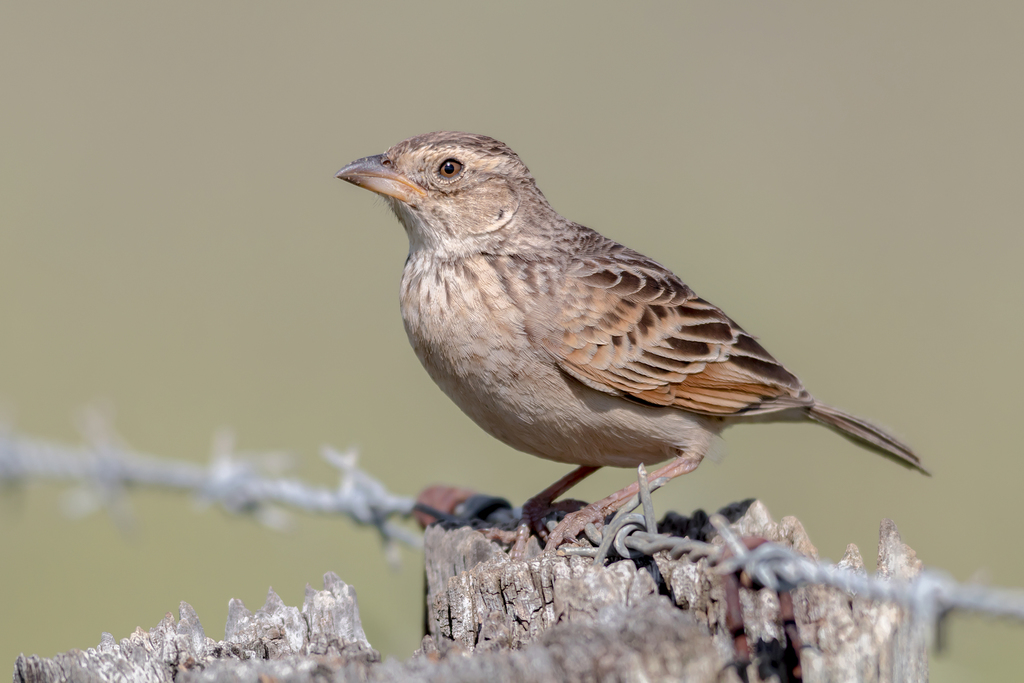 Mirafra javanica