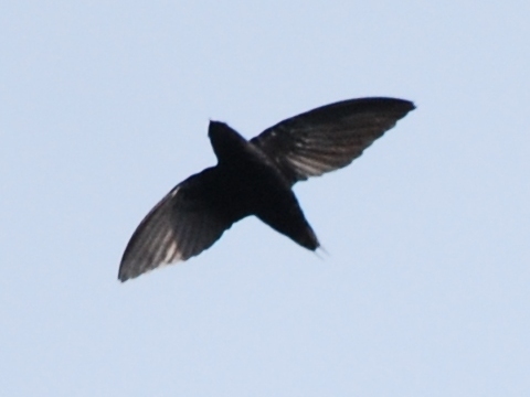 Rhaphidura leucopygialis