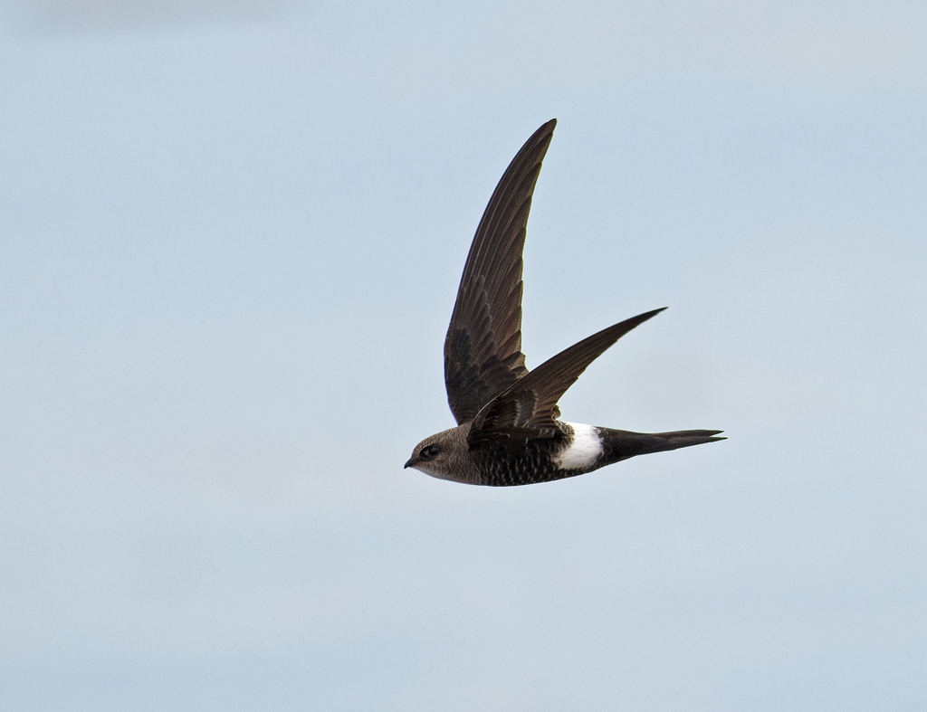 Apus pacificus