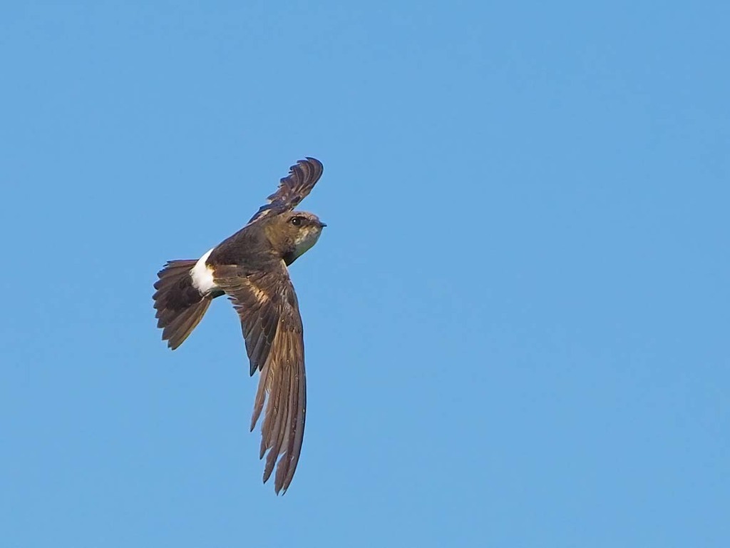 Apus nipalensis
