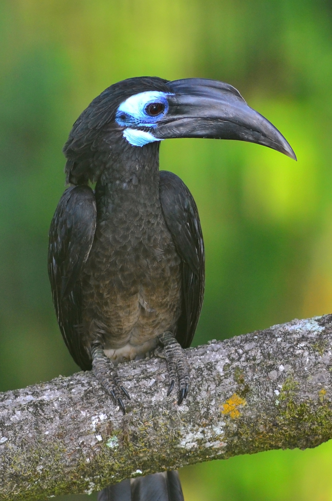 Anorrhinus galeritus