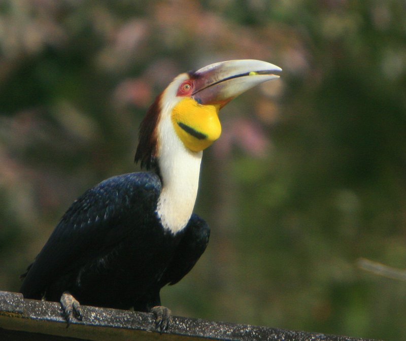 Rhyticeros undulatus