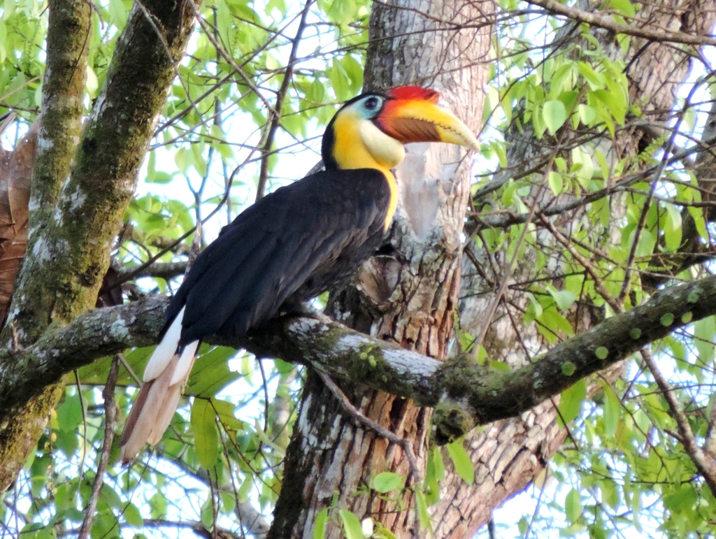 Rhabdotorrhinus corrugatus