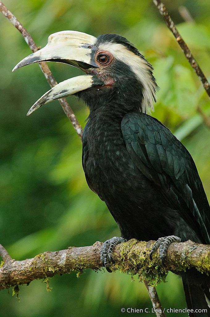 Anthracoceros malayanus