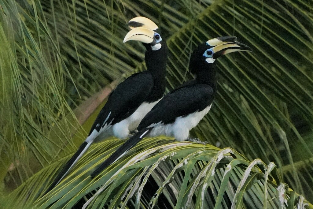 Anthracoceros albirostris