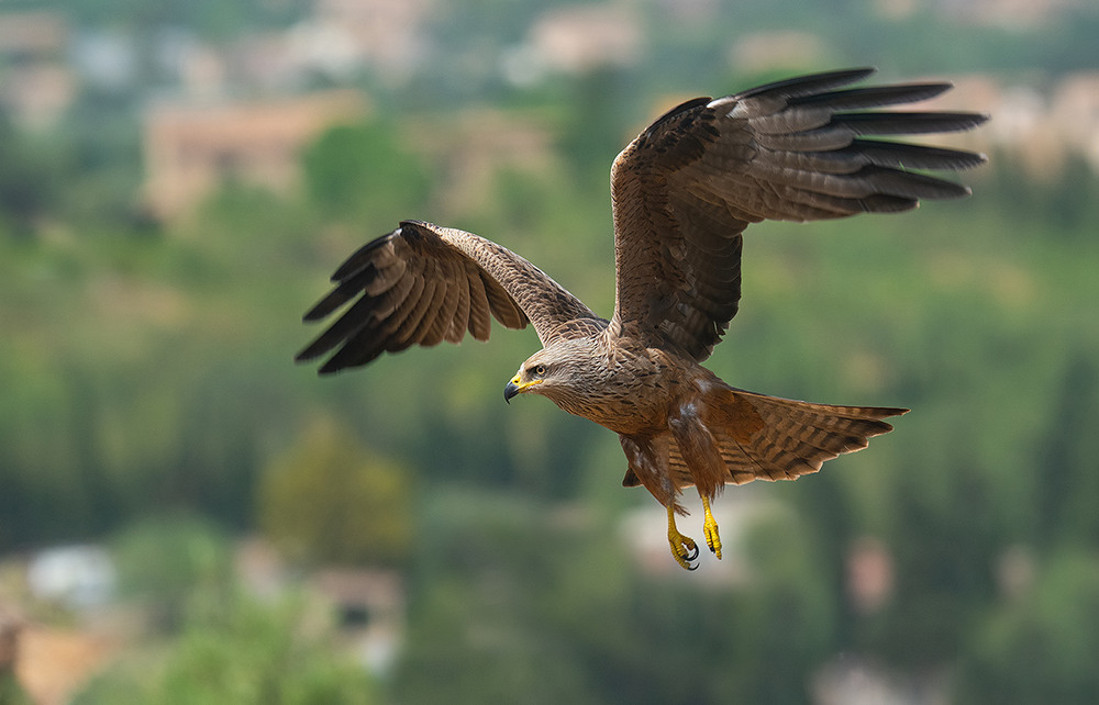 Milvus migrans