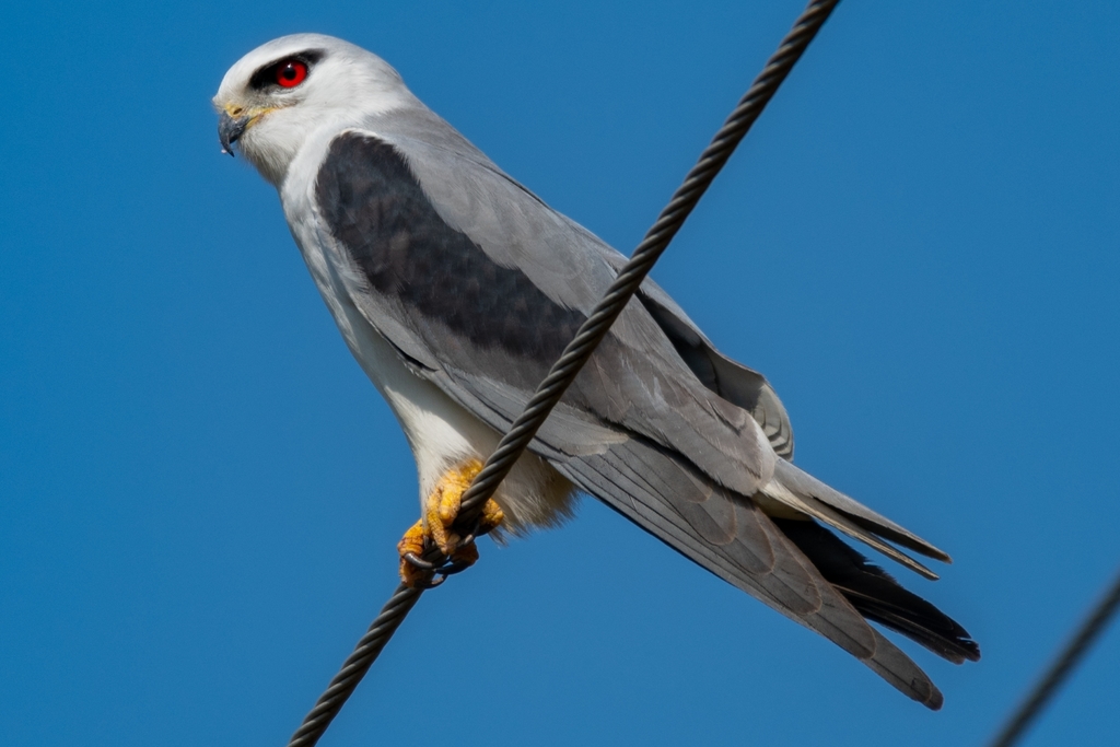 Elanus caeruleus