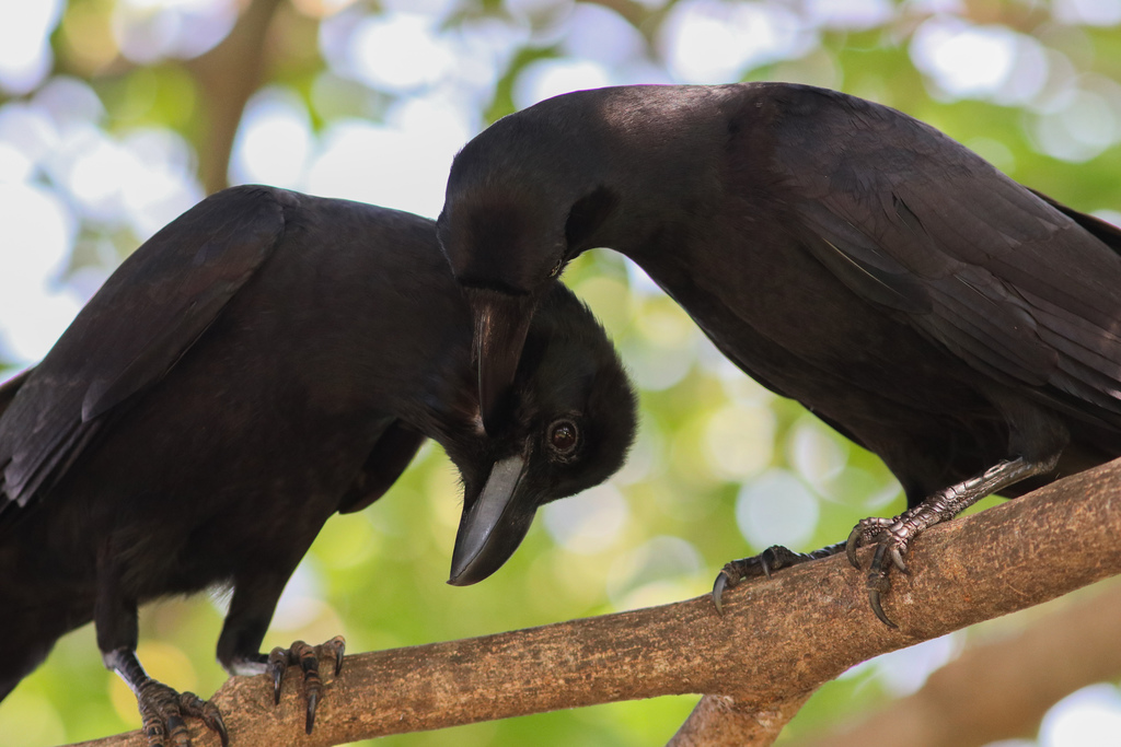 Corvus macrorhynchos